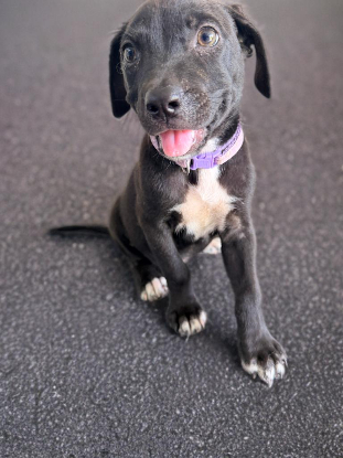 Adoption Liera