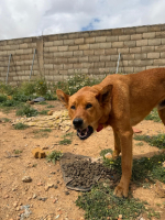 Adopter  chien : Bonacho
