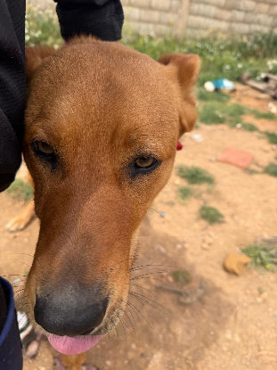 Adopter Bonacho