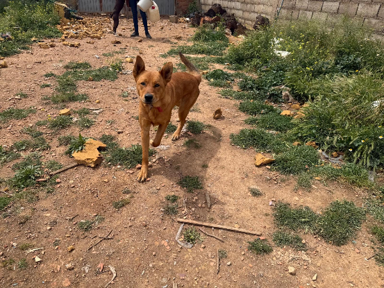 Adopter Bonacho