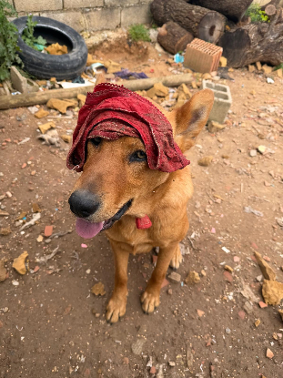 Adoption Bonacho
