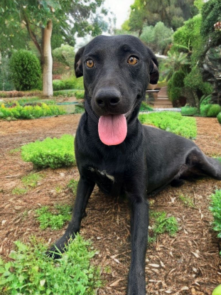 Adoption Moon