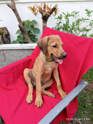 Adopter Oslow