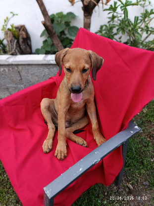 Adoption Oslow