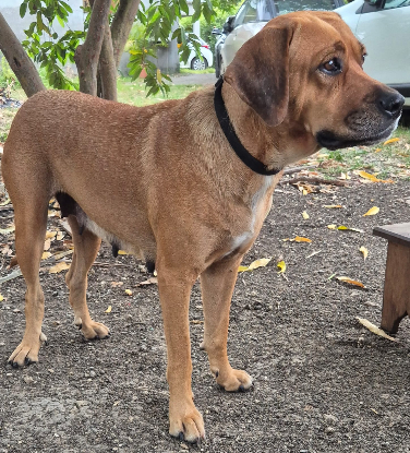Adopter Poupix