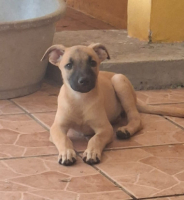 Adopter  chien : Praline