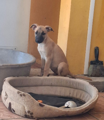 Adopter Praline