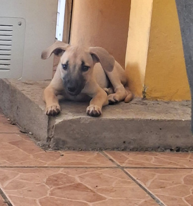 Adopter Praline