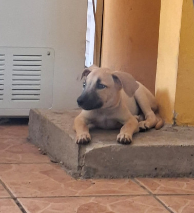 Adoption Praline