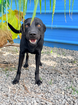 Adopter Rhumy