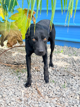 Adopter Rhumy