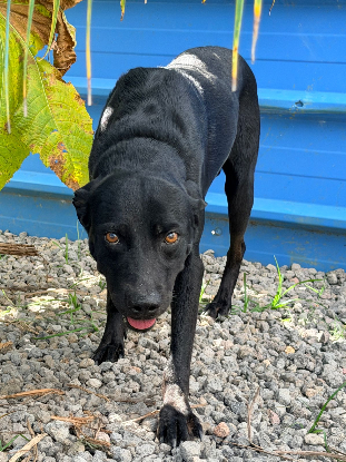 Adoption Rhumy