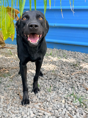 Adoption Rhumy