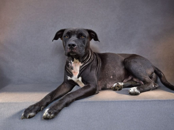 Adopter Saphira