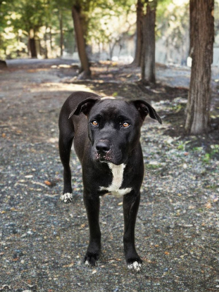 Adopter Saphira