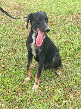 Adopter Shania