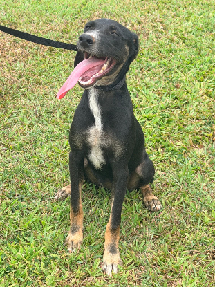 Adopter Shania