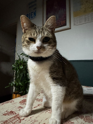 Adopter Feuilleté
