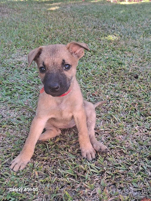 Adopter Wannie