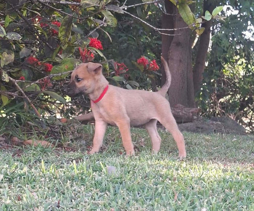 Adopter Wannie