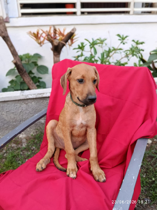 Adopter Ziggy