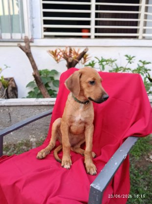 Adoption Ziggy