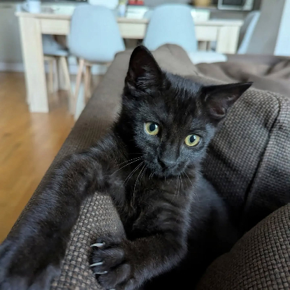 Adopter Balzac