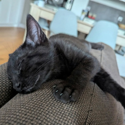 Adopter Balzac