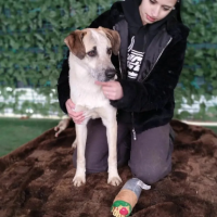 Adopter  chien : Looping