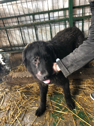 Adopter Guizmo