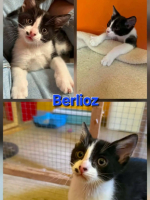 Adopter  chat : Berlioz