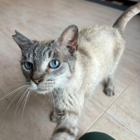 Adopter  chat : Yaya