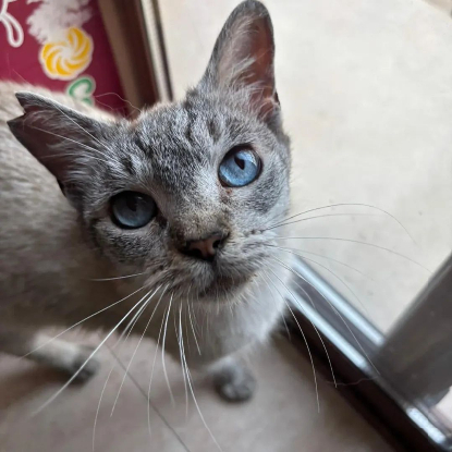 Adopter Yaya