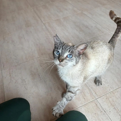 Adopter Yaya