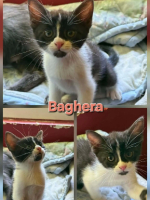 Adopter  chat : Baghera