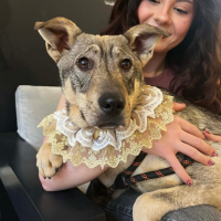 Adopter  chien : Opra