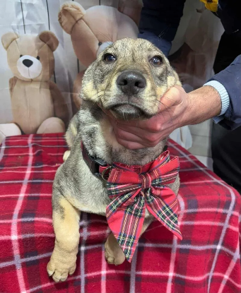 Adoption Opra
