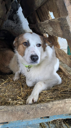Adopter Idaho
