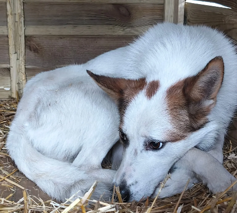Adopter Idaho
