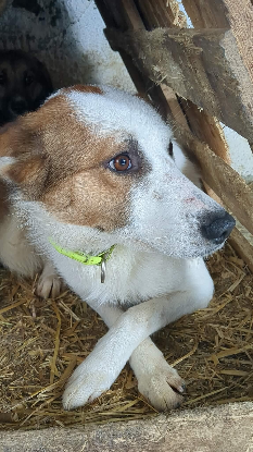 Adopter Idaho