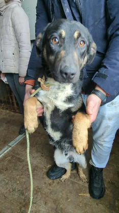Adopter Jimny