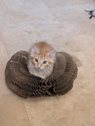 Adopter Bretzel