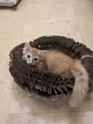 Adopter Bretzel