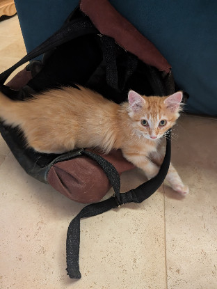 Adoption Bretzel