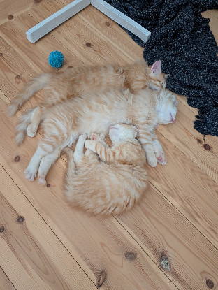 Adoption Bretzel