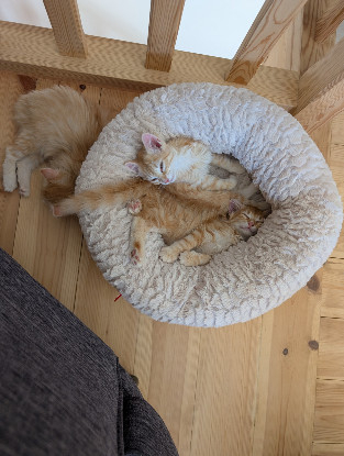 Adopter Bretzel