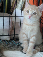 Adopter  chat : Bowie et ses frères et soeurs