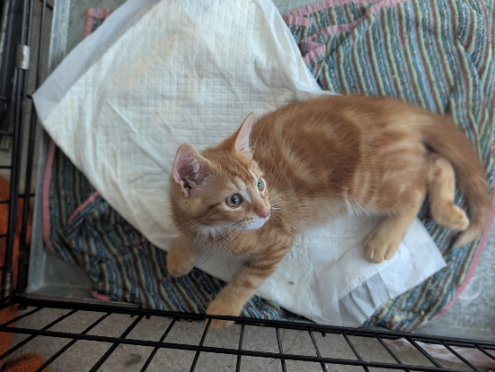 Adopter Bowie et ses frères et soeurs