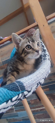 Adopter Bowie et ses frères et soeurs