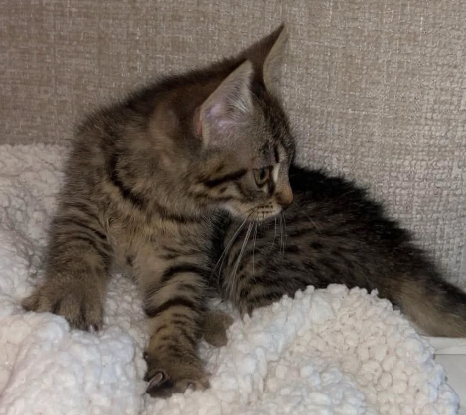 Adopter Fiona